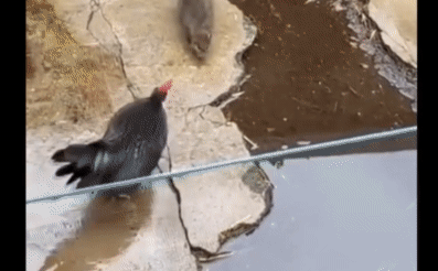 Video: Con chuột to lớn ngông nghênh thách thức gà trống, nhận ngay một đòn knock out chí tử