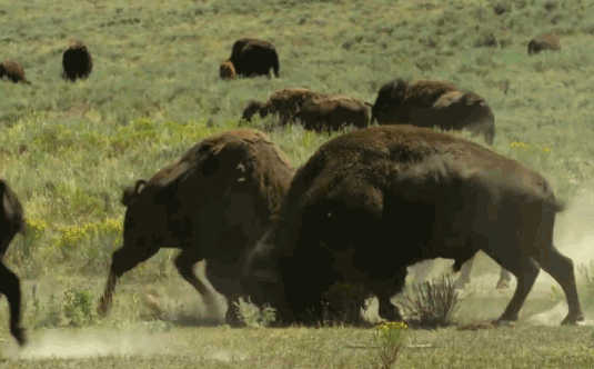 Video: Cuộc chiến khốc liệt của những gã khổng lồ ở Yellowstone