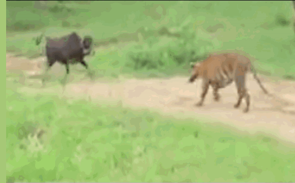 Video: Dại dột quay lại tấn công hổ dữ, bò đực nhận ngay kết đắng
