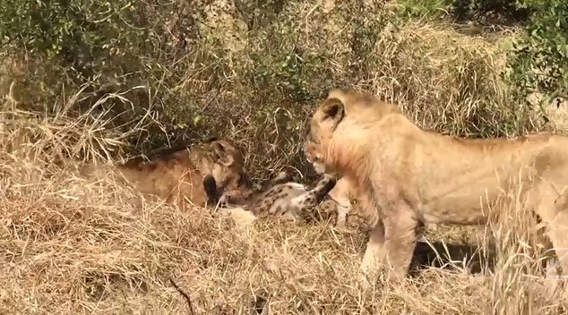 Video: Dám nhòm ngó bữa ăn của đàn sư tử, linh cẩu nhận kết cục bi thảm