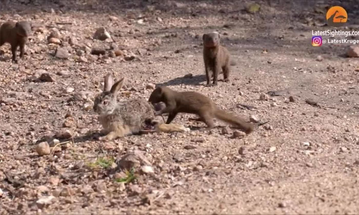 Video: Đàn cầy mangut hợp lực tấn công thỏ đồng