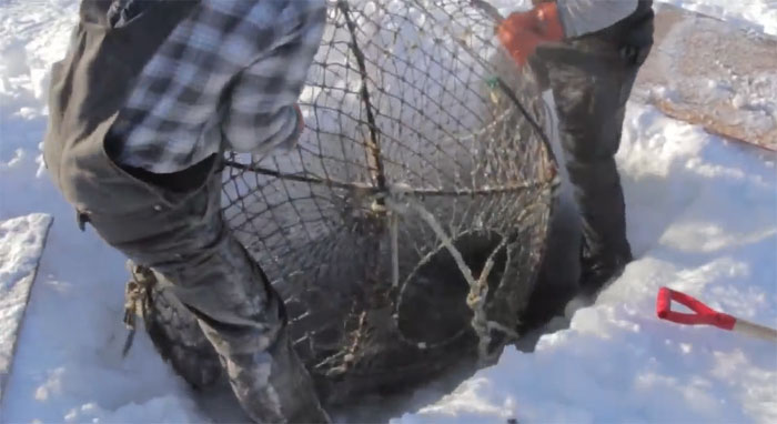 Video: Đào hố băng, kéo lồng lên, bên trong là một trong những loại hải sản đắt nhất thế giới
