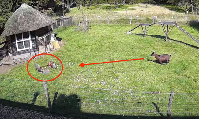 Video: Dê hợp lực với gà trống để cứu gà mái khỏi nanh vuốt của diều hâu