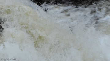 Video: Đẹp mê hồn cảnh cá hồi ngược dòng khi mùa thu đến
