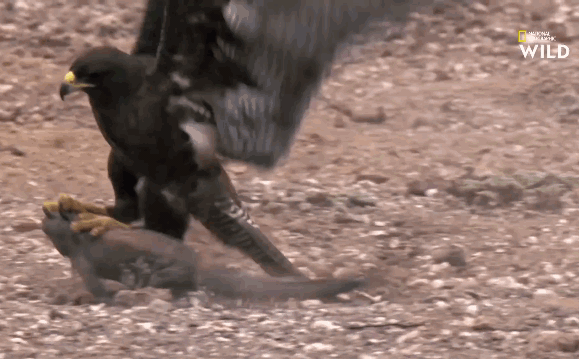 Video: Diều hâu ra đòn thần sầu, lấy mạng thằn lằn khổng lồ