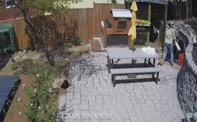 Video: Diều hâu sà xuống tấn công gà lông lụa thì bị cô chủ nhà tóm gọn, số phận nó sẽ đi về đâu?
