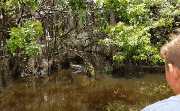 Video: Đoàn du khách đang tham quan đầm lầy thì phát hiện hành động hiếm thấy ở cá sấu