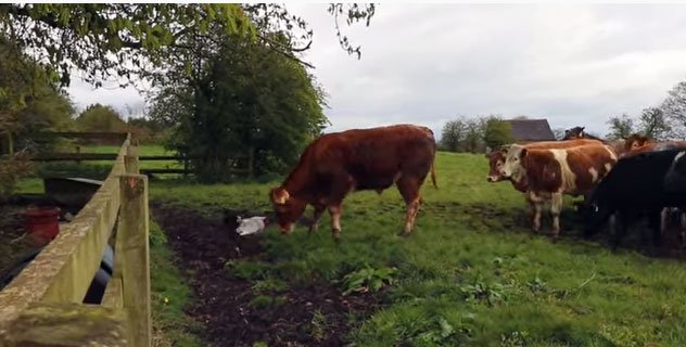 Video: Gà trống điên cuồng “cà khịa” cả đàn bò