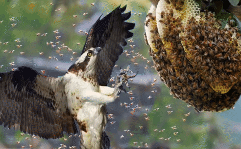 Video: Gặp loại chim này, đến ong bắp cày khổng lồ cũng phải tắt điện