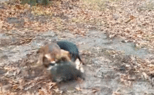 Video: Gấu mèo bị bầy chó sục bao vây tấn công tới tấp, liệu nó có thể chạy thoát được?