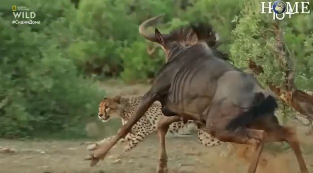 Video: Gãy 1 chân, linh dương đầu bò vẫn tử chiến với 3 báo săn và cái kết khó tin