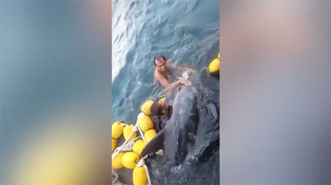 Video: Giải cứu chú cá heo bị mắc kẹt trên biển