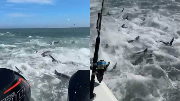 Video: Hãi hùng cảnh hàng trăm con cá mập săn mồi giữa biển
