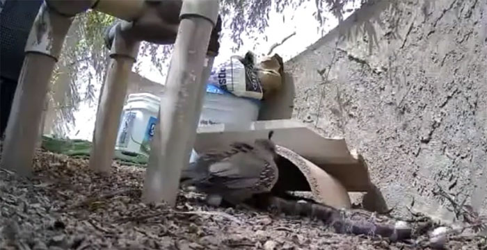 Video hiếm gặp: Chim cút mẹ chiến đấu với 2 con rắn để bảo vệ trứng