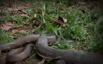 Video: Hổ mang chúa bị quăng quật tơi bời - cái kết bi thảm cho sát thủ của các loài rắn