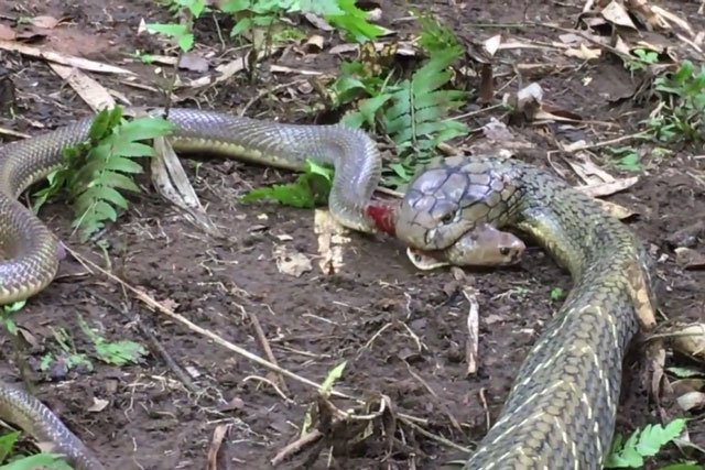 Video: Hổ mang chúa giết và nuốt chửng rắn săn chuột trong tích tắc