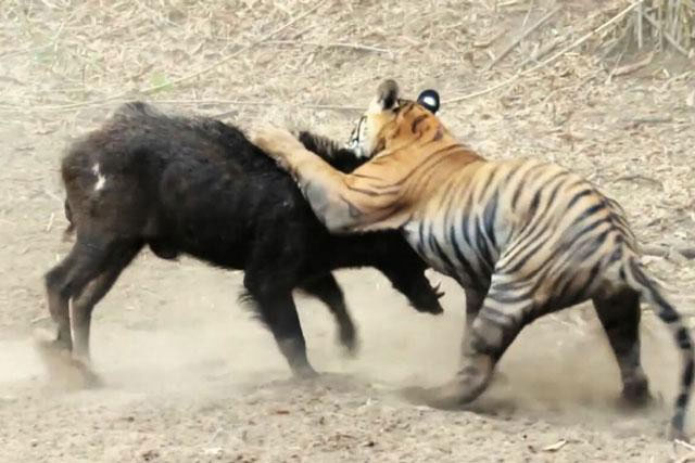 Video: Hổ mới trưởng thành chật vật hạ sát lợn rừng khủng
