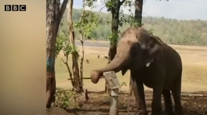 Video: Học lỏm người dân, voi bơm nước từ giếng lên uống