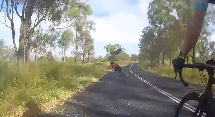 Video: Kangaroo bay lên không, đá văng người phụ nữ đi xe đạp