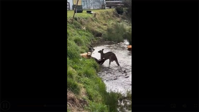 Video: Kangaroo đánh nhau với chó nhà và cái kết bất ngờ