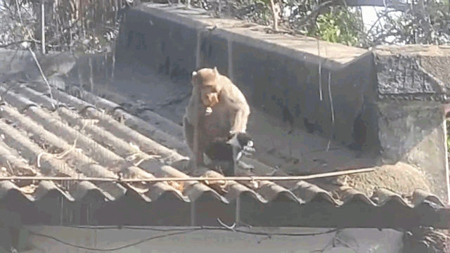 Video: Khỉ bắt cóc chó con mang lên mái nhà và cái kết khó tin