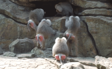 Video: Khỉ đầu chó một mình chống cả đàn khỉ đực nhưng vẫn khiến kẻ thù chùn bước