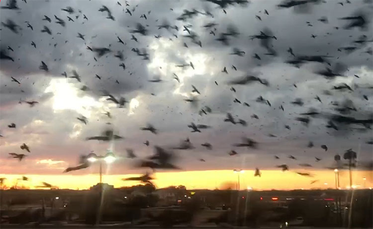 Video: Kinh hoàng trước cảnh tượng hàng ngàn con chim bay phủ kín bầu trời