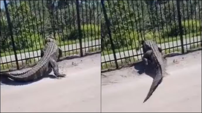 Video: Kinh ngạc cảnh cá sấu vạch hàng rào kim loại để đi qua