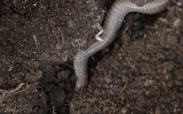 Video: Kỳ lạ loài rắn độc chỉ thích chui xuống đất để kiếm ăn, nó tìm con mồi gì ở bên dưới?