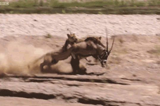 Video: Linh dương sừng thẳng Ả Rập một mình cân 2 sư tử vẫn giành chiến thắng