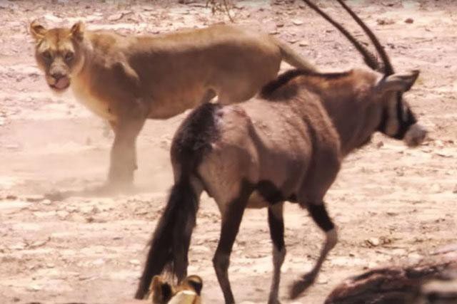 Video: Linh dương sừng thẳng Ả Rập một mình cân 2 sư tử vẫn giành chiến thắng