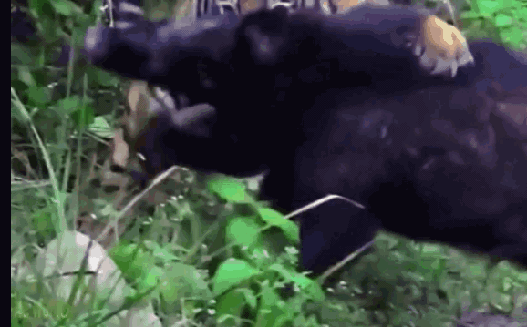 Video: Lợn rừng tử chiến hổ dữ để giành sự sống và cái kết gay cấn
