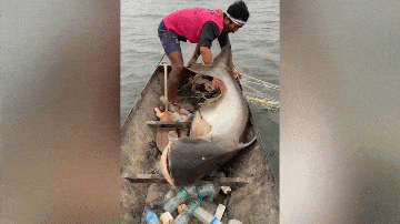 Video: Nam thanh niên bắt được cá khủng nặng 45kg trên sông