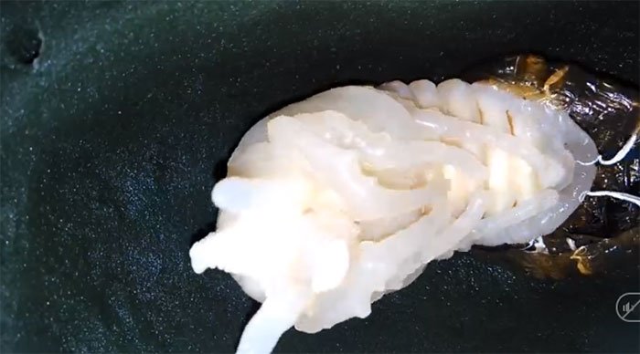 Video: Ngỡ ngàng xem ấu trùng bọ kiến vương tiến hóa