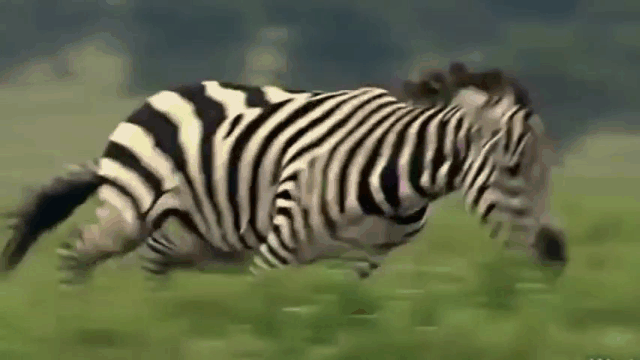 Video: Ngựa vằn nổi điên tấn công báo săn vì bị... trêu chọc quá đà
