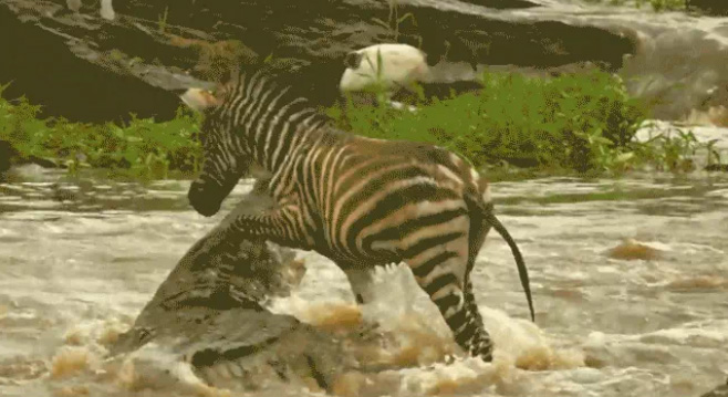 Video: Ngựa vằn sống sót kỳ diệu trước nước lũ và cá sấu khổng lồ