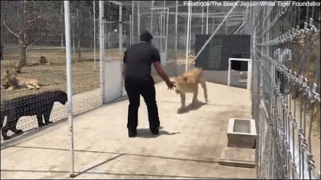 Video: Người đàn ông bị sư tử vồ ngã và diễn biến kinh ngạc phía sau
