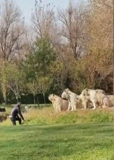 Video: Người đàn ông nhảy vào chuồng khiêu khích 11 con hổ trắng và cái kết