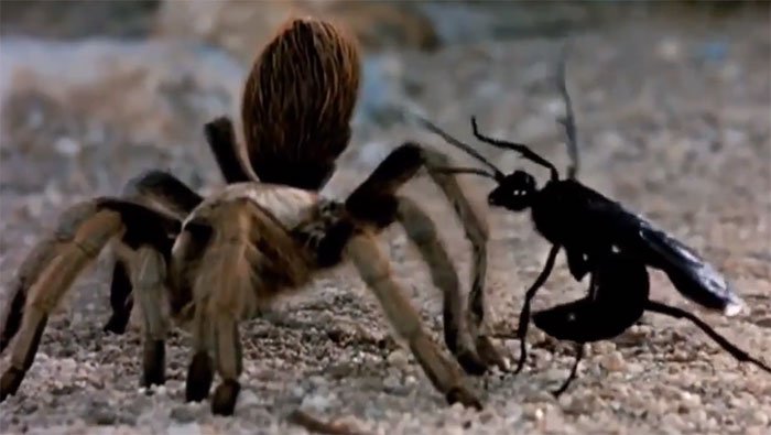 Video: Nhện Tarantula khổng lồ quằn quại ví cú chích đau... thấu trời chỉ sau kiến đạn