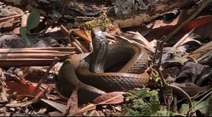 Video: Những con rắn trên dãy Hoàng Liên Sơn