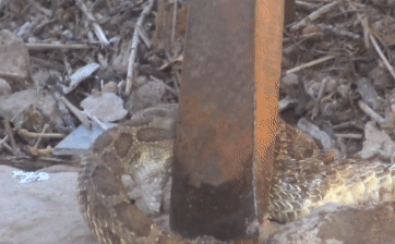 Video: Pha tự sát đầy khó hiểu trong nhà hoang của rắn đuôi chuông