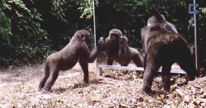 Video: Phản ứng hài hước của động vật khi nhìn thấy mình trong gương