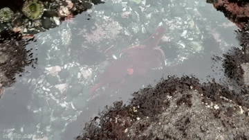 Video: Phát hiện bạch tuộc khổng lồ Thái Bình Dương bơi trong hồ thủy triều