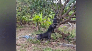 Video: Pitbull hung hăng cắn đuôi thằn lằn khổng lồ rồi lôi khỏi cây