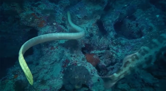 Video: Rắn biển Olive - sát thủ kịch độc dưới đáy đại dương