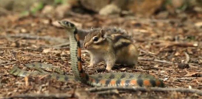 Video: Rắn độc mò vào lãnh địa của bầy sóc chuột kiếm ăn, kết cục sẽ ra sao?
