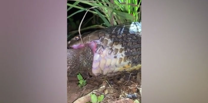 Video: Rắn hổ mang chúa dài 4m bị bắt khi đang nuốt chửng thằn lằn
