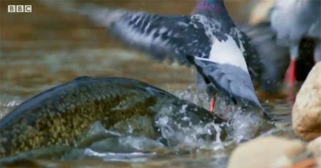 Video: Rủ nhau tắm bên bờ sông, bồ câu bất ngờ bị thủy quái kéo xuống nước