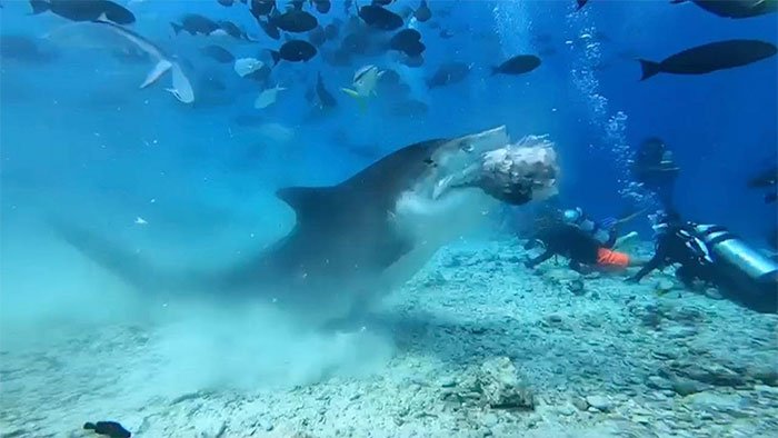 Video:Rùng mình cảnh cá mập háu đói xé toạc đầu cá buồm