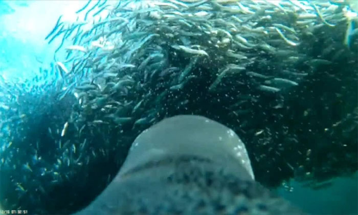Video selfie chim cánh cụt lao vào đàn cá mòi